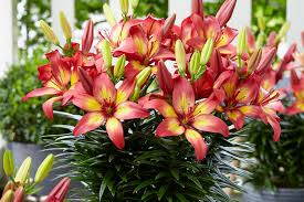 Lilium Plant